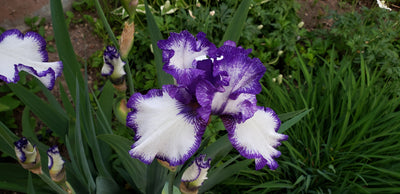 Grower Coach Plant of the Week, Iris germanica