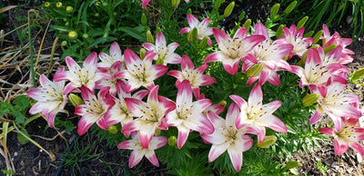 Plant of the Week for July 8th is The Lily group