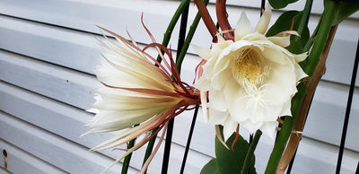 Plant of the week Jan 16, 2021 is the Epiphyllum oxypetalum (White Night Blooming Orchid Cactus)