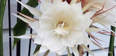 Plant of the Week for Mid July is my Night Blooming Orchid Cactus