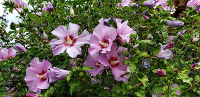 The Grower Coach plant of the week for the week of Sept 10 2020 is the Rose Of Sharon