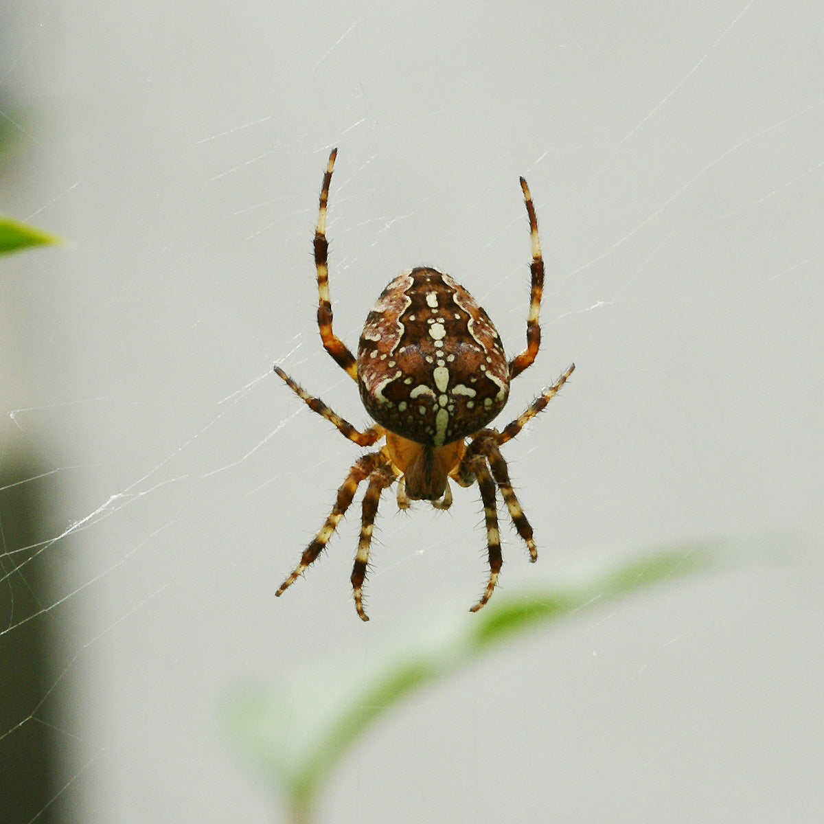 What to Know About the Garden Spider