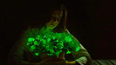 Light Bio Introduces Glow-in-the-Dark Petunias: A Breakthrough in Synthetic Biology