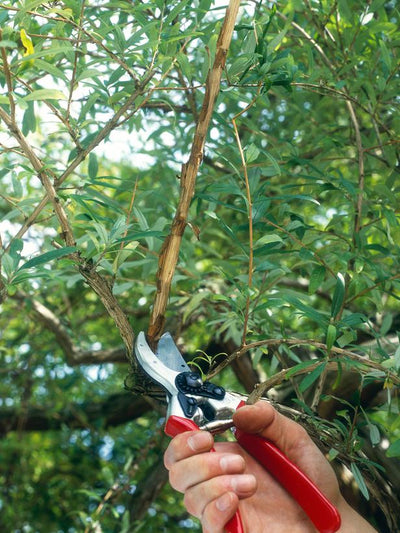When to Prune Woody Plants