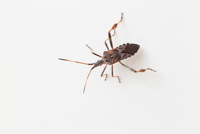 The Western Conifer Seed Bug (Leptoglossus occidentalis)