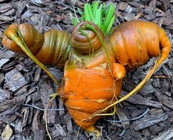 Wonky Carrots: What causes carrots to deform