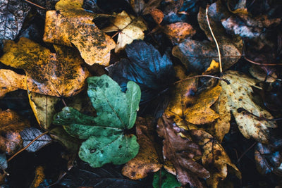 Composting For Your Gardens Health 2020 | Course