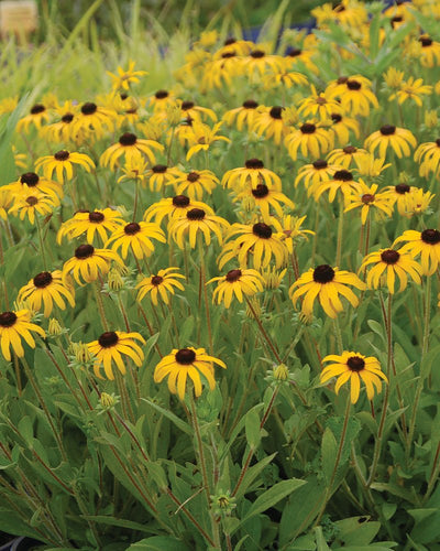 Gardening with Herbaceous Perennials | Course