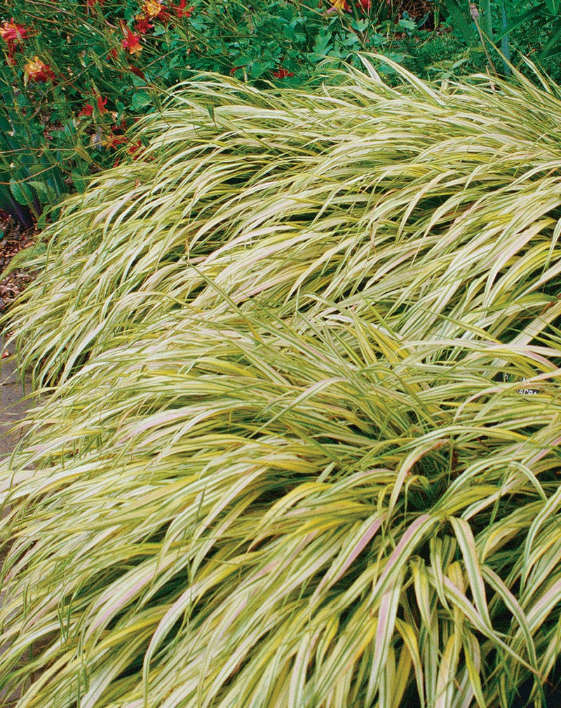 Variegated Japanese Forest Grass