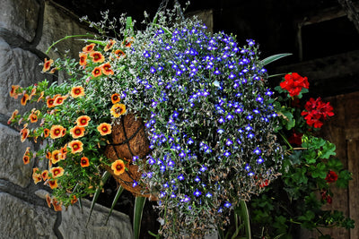 Planters & Hanging Baskets | Course