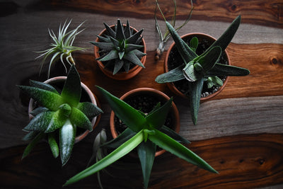 Store Patio Tropical Plants Over the Winter | Course