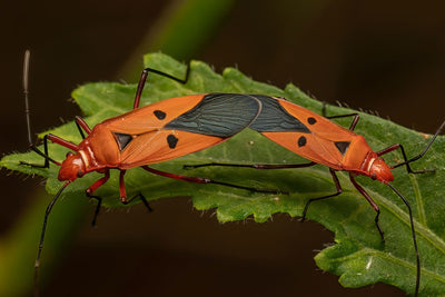 Insect Pest Management (114min) | GrowerCoach.com