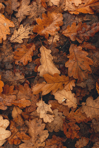 Get your Garden Ready for Winter | Course (60min) | GrowerCoach.com