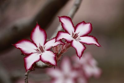 Plant Identification (165min) | GrowerCoach.com