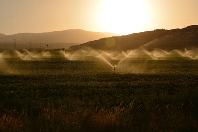 Irrigation Basics | Course