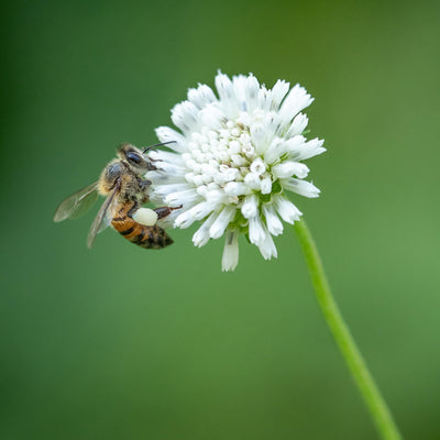 Attracting Good Insects & Pollinators | Course