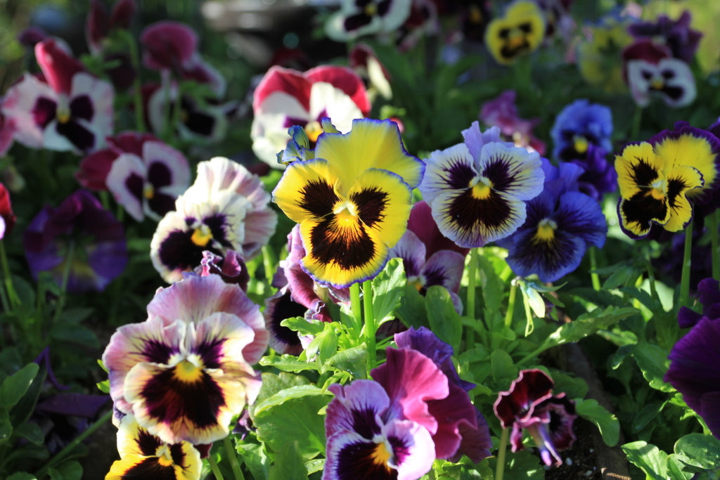 Fall Pansies - Viola tricolor hortensis – GrowerCoach.com