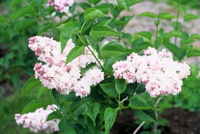 White Lilac