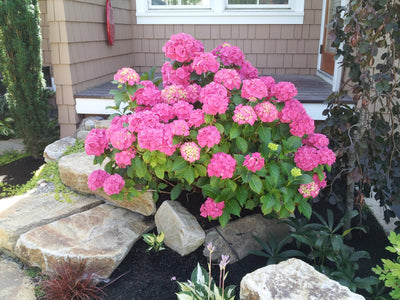 Pink Elf French Hydrangea - Hydrangea macrophylla 'Pia'