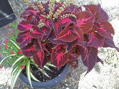 Coleus