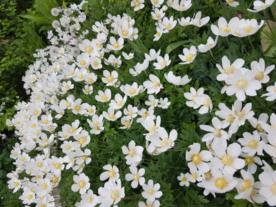 Plant of the Week May 11 2019 Anemone sylvestris Wind Flower