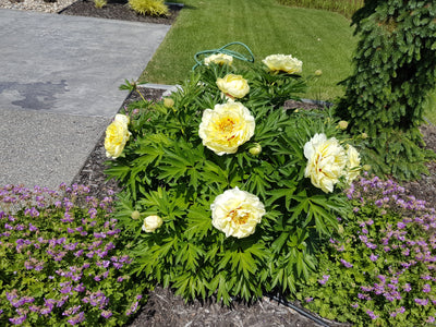 Plant of the Week - Peony Rings Go On Early This Year!