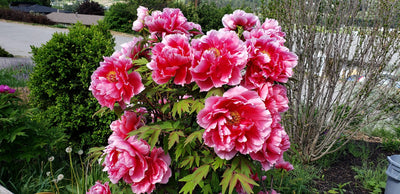 Grower Coach Plant of the Week for the week of May 21 2019 is Tree Peony "Radiant'