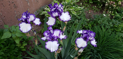 August Is Iris Month