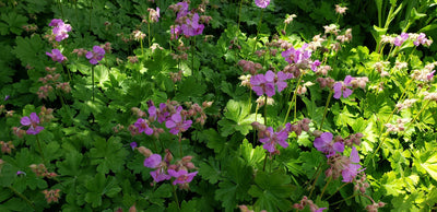 The Grower Coach Plant of the Week for June 3 is Geranium 'Cambridge Pink'