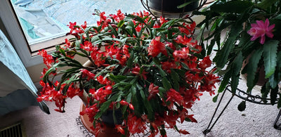 Plant of the week for Nov 28, 2020 'Christmas Cactus'