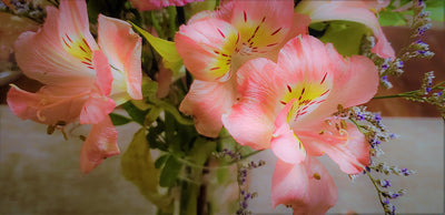 Alstroemeria Plants For Grow and Show!