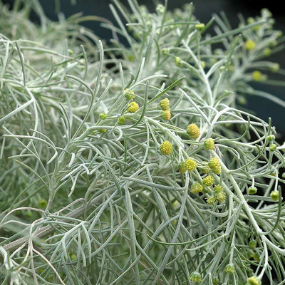 Artemisia MAKANA Silver