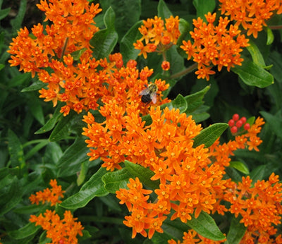 2017 Perennial Plant of the Year, Ascepias Tuberosa