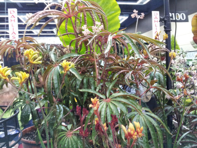 Begonia Luxurians - Palm Leaf Begonia
