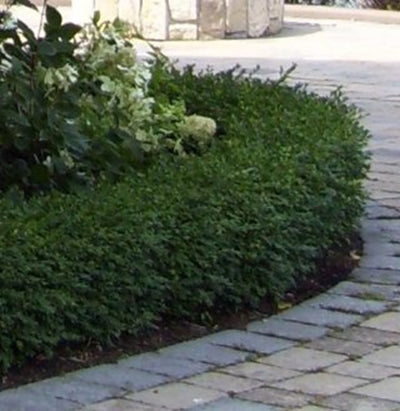 Plant of the Week April 11, 2021 - Boxwood (Buxus)