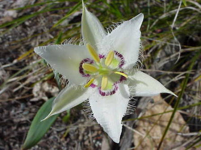Calochortus Lyallii - Lyall’s Mariposa Lily