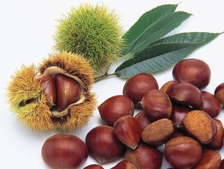 Castanea mollisima - Chinese Chestnut