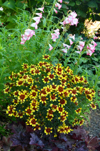 Coreopsis 'Bengal Tiger' - Plant of the week 21 March 2013