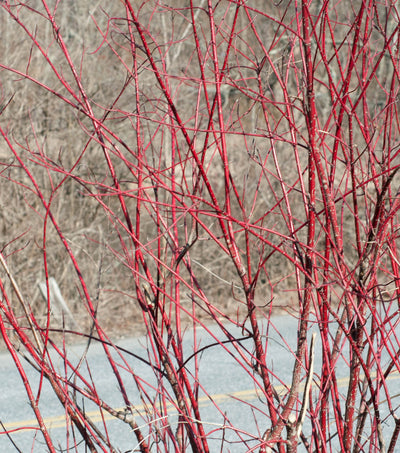 Cornus Sericea - Red Osier Dogwood