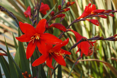 Crocosmia Twilight Fairy ‘Crimson’