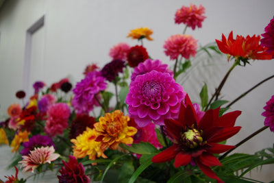 Plant of the Week – Dahlia