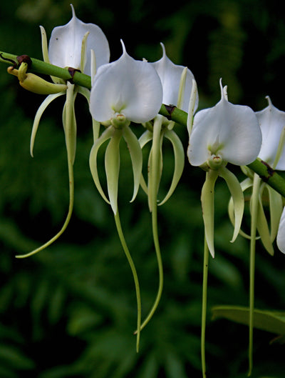 Angraecum Sesquipedale - Darwin's Orchid