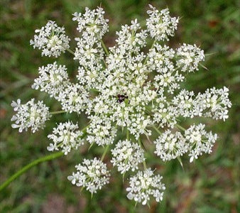 Daucus Carota - Wild Carrot or Queen Anne's Lace