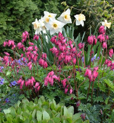 Dicentra 'Amore Rose'