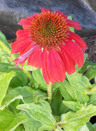 Echinacea × Purpurea Sombrero™ Salsa Red - Coneflower