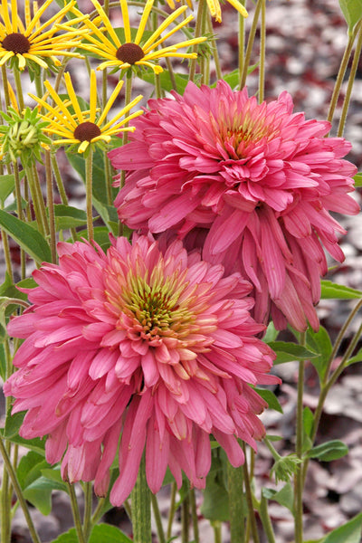 Echinacea 'Pink Poodle'