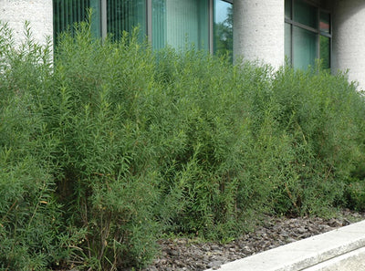 Euonymus nana 'Turkestanica'