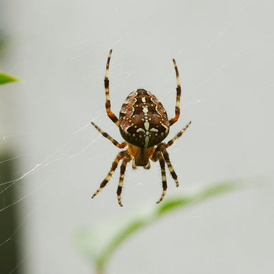 The Amazing European Garden Spider (Araneus diadematus)
