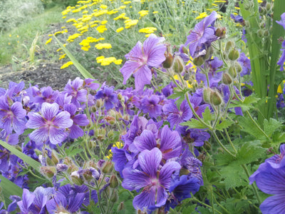 Geranium × magnificum (purple cranesbill)