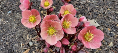 Plant of the Week April 4, 2021 - Hellebore or Lenten Rose (Helleborus orientalis)